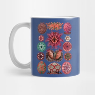 Ernst Haeckel Ascidiae Sea Squirts Red Hues Mug